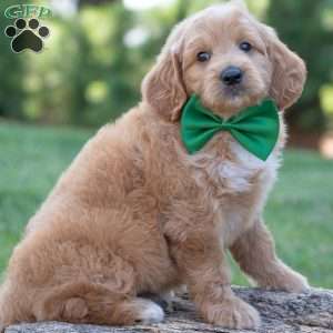 Bo, Goldendoodle Puppy